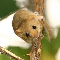 Dormouse on bramble- Bj&ouml;rn Schulz