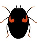 10-spot ladybird black