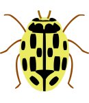 Propylea quatuordecimpunctata