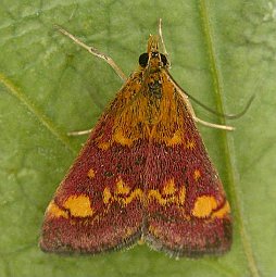Pyrausta aurata - wings closed
