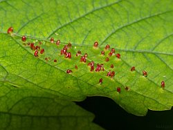 Aceria macrorhynchus