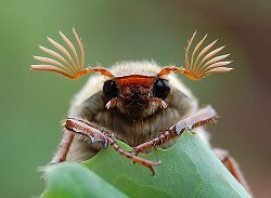 Common Cockchafer