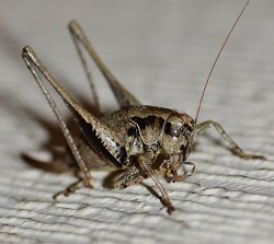 Dark Bush-cricket