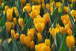 Yellow crocus