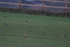 Fieldfare