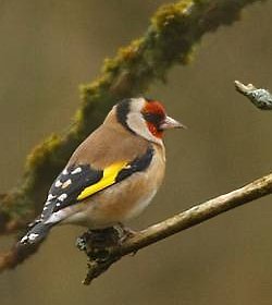Goldfinch width=