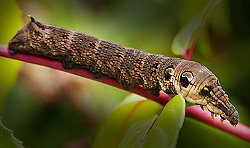 Elephant Hawk-moth