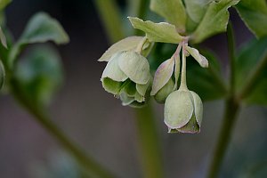 Flower of stinking hellebore