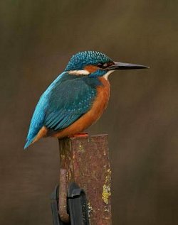 Kingfisher