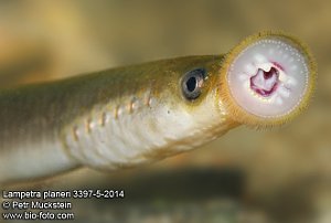 Lamprey