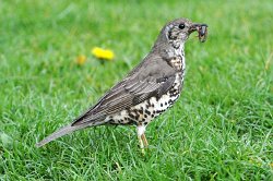 Mistle Thrush