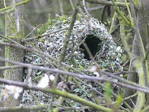 Long-tailed tit nest