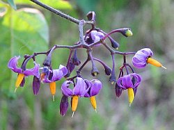 Woody Nightshade