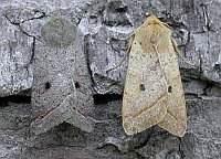 Red-line Quaker and Yellow-line Quaker