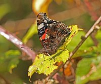 Red Admiral