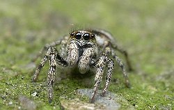 Salticus scenicus