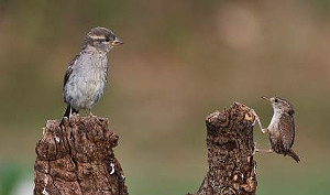 House Sparrow and Wrenr