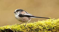 Long-tailed tit