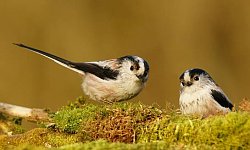 Long-tailed tit