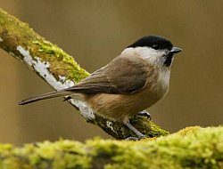 Marsh tit