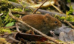 Field vole
