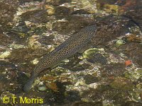 Trout in River Test