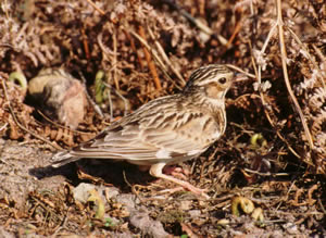 Woodlark &copy; Derek Belsey